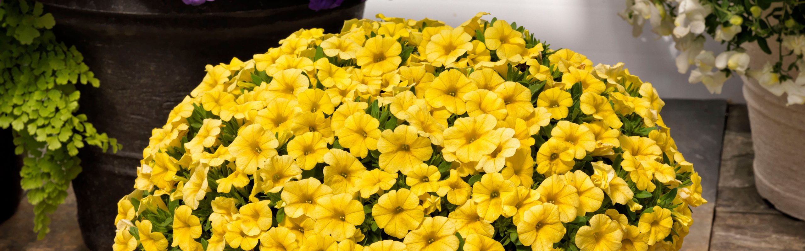 Calipetite yellow gardening solutionz