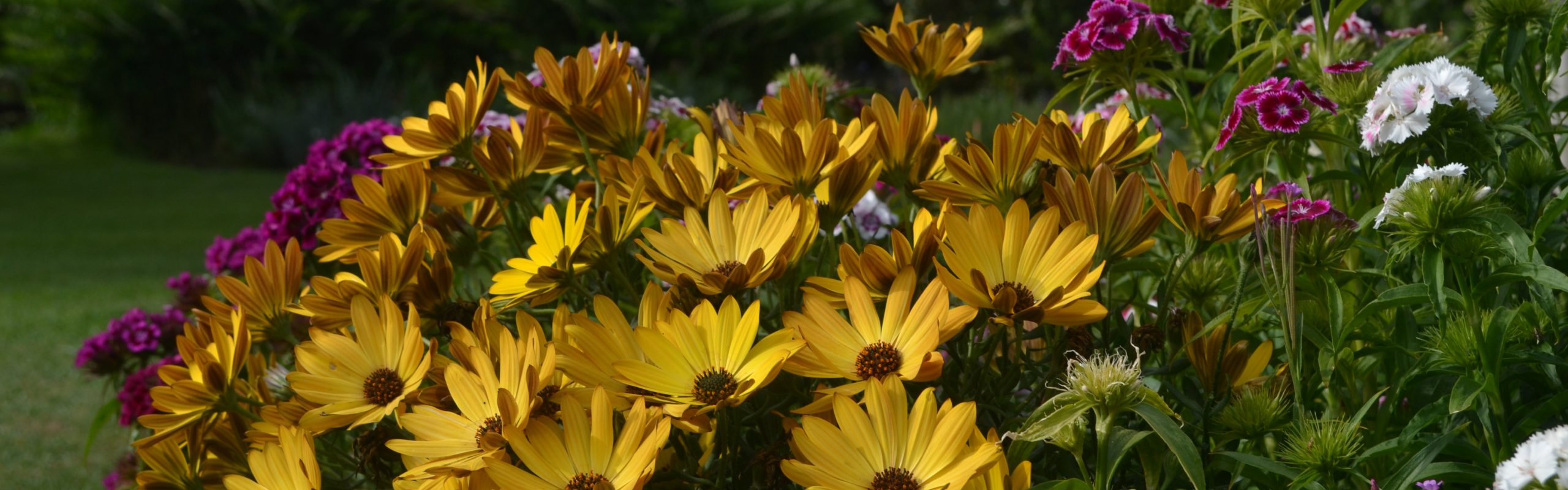 Cape Daisy Sideshow Golden Yellow Gardening Solutionz