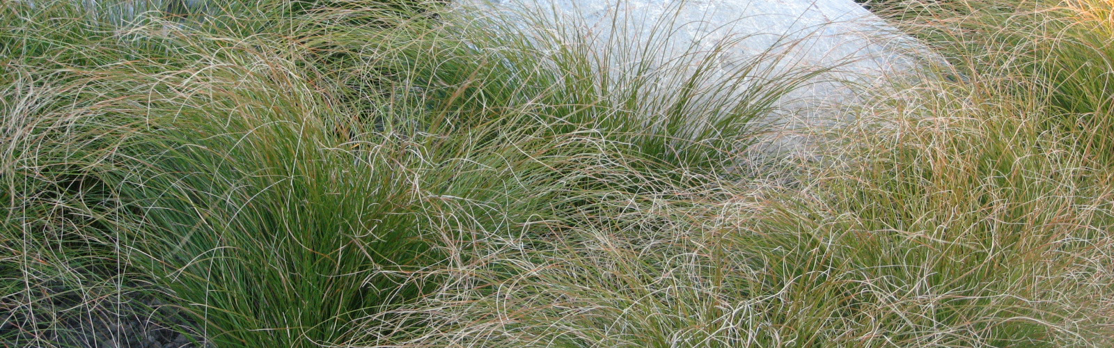 Carex testacea Gardening Solutionz