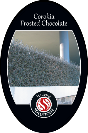Corokia-Frosted-Chocolate