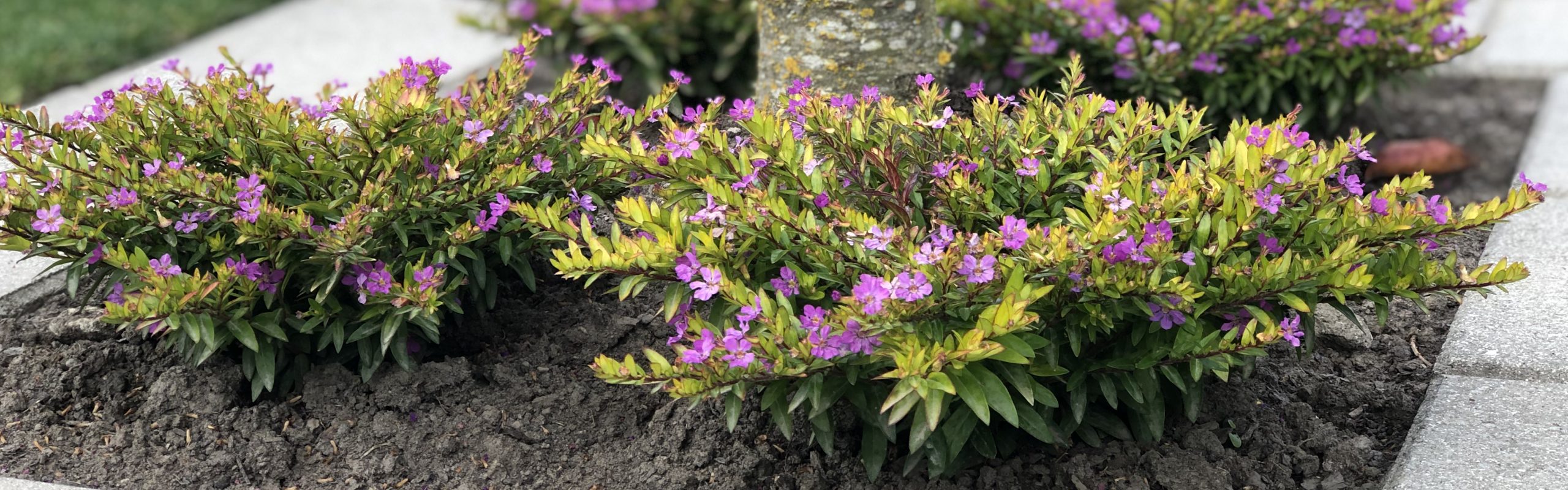 Cuphea Floriglory Luci - Gardening Solutionz