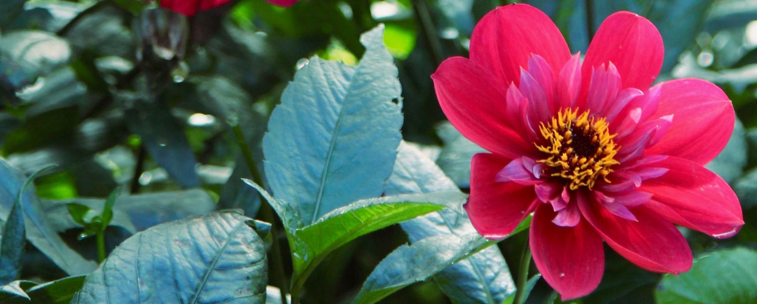 Dahlia Dream Catcher - Gardening Solutionz