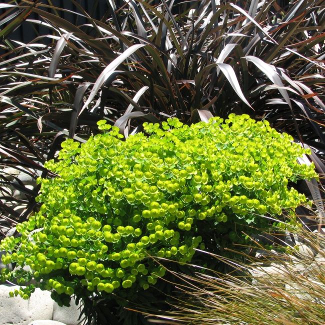 Euphorbia Kea (2)