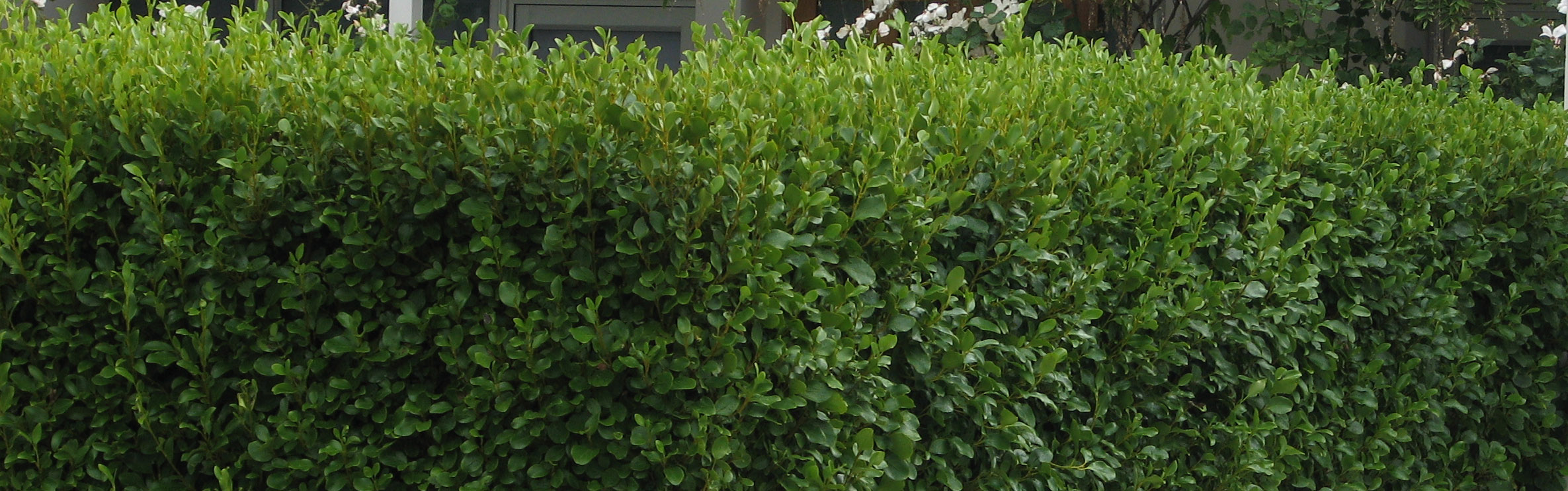 Griselinia Broadway Mint Gardening Solutionz