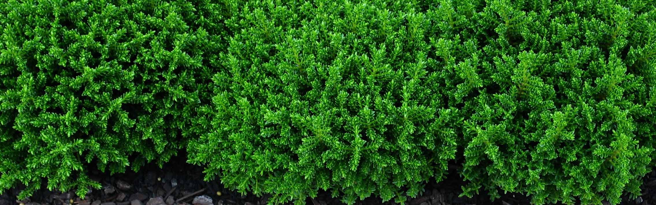 Hebe Emerald Gem - Gardening Solutionz