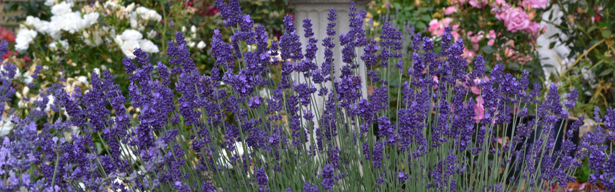 Lavender Hidcote Blue Gardening Solutionz