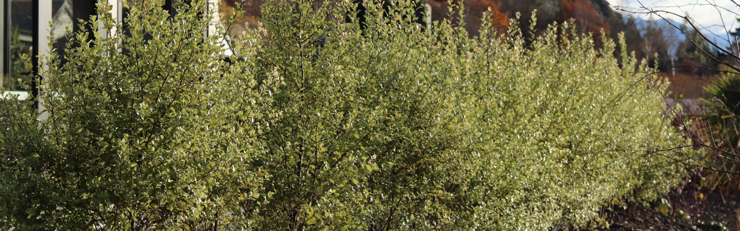 Pittosporum Silver Sheen Gardening Solutionz