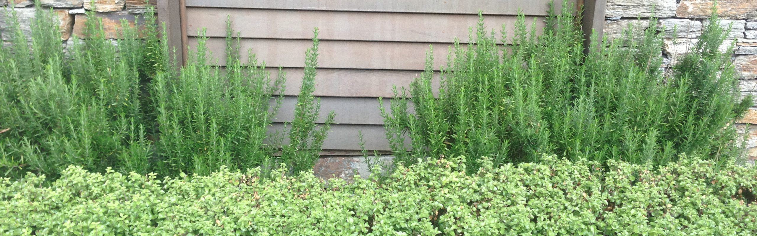 Rosemary Tuscan Blue Gardening Solutionz