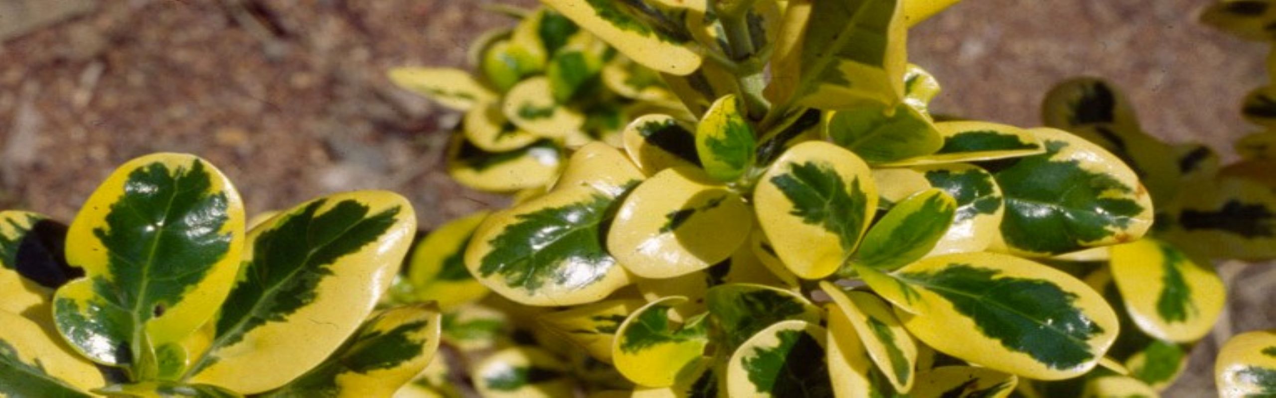 Coprosma Gold Splash Gardening Solutionz