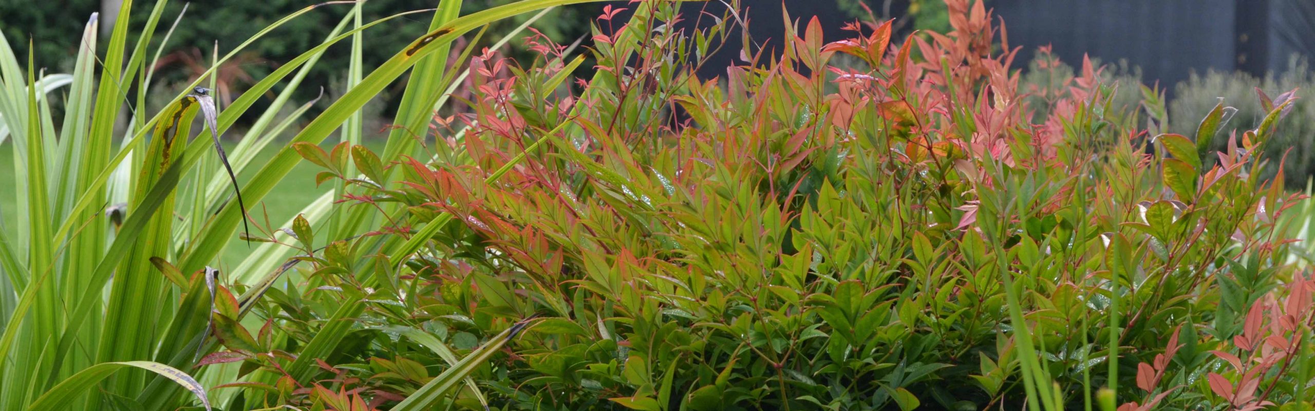 Nandina Gulfstream Gardening Solutionz