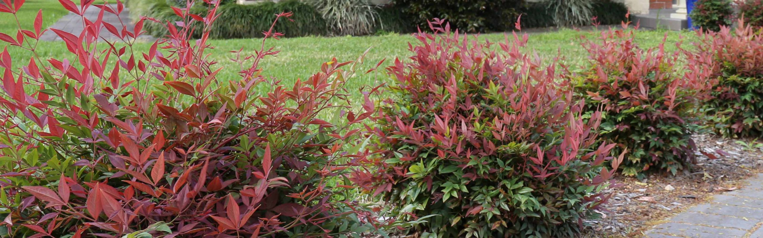 Nandina Obsession Gardening Solutionz