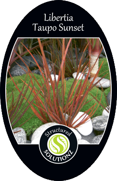 collection-section-icon
