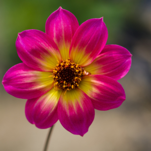 gallery-thumb