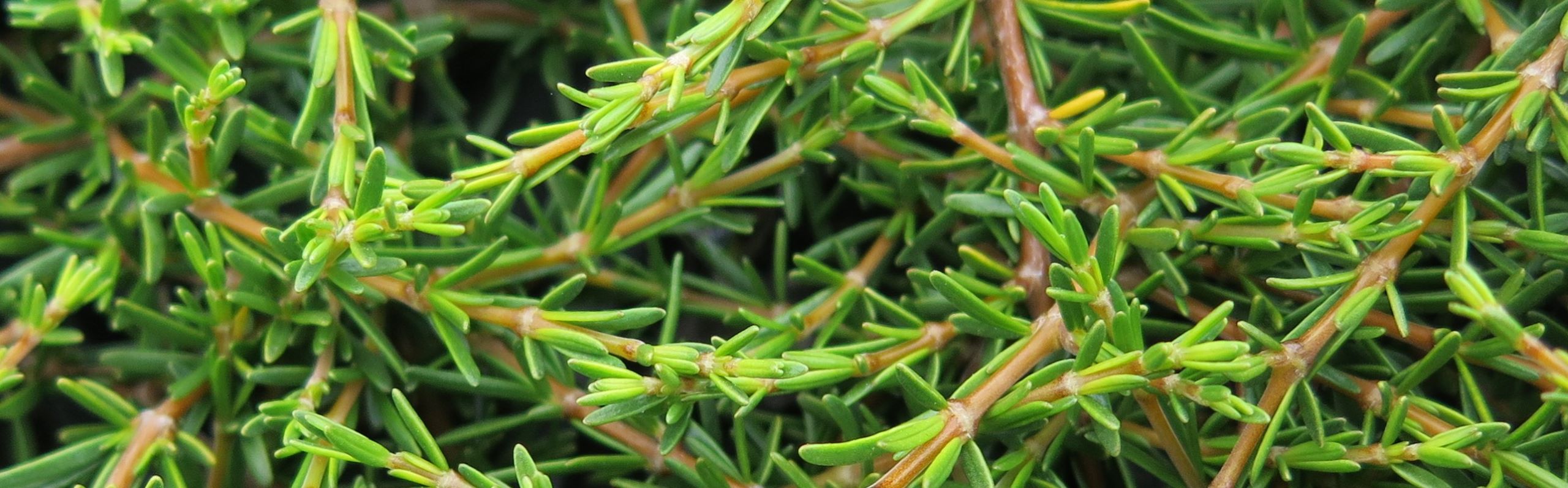 Coprosma Hawera Gardening Solutionz