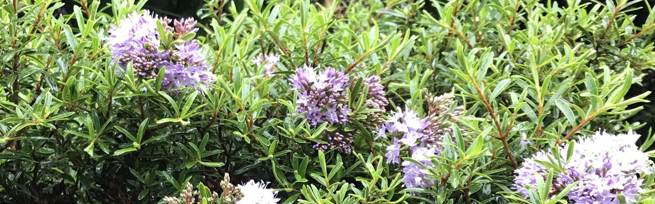 Hebe diosmifolia Mauve - Gardening Solutionz