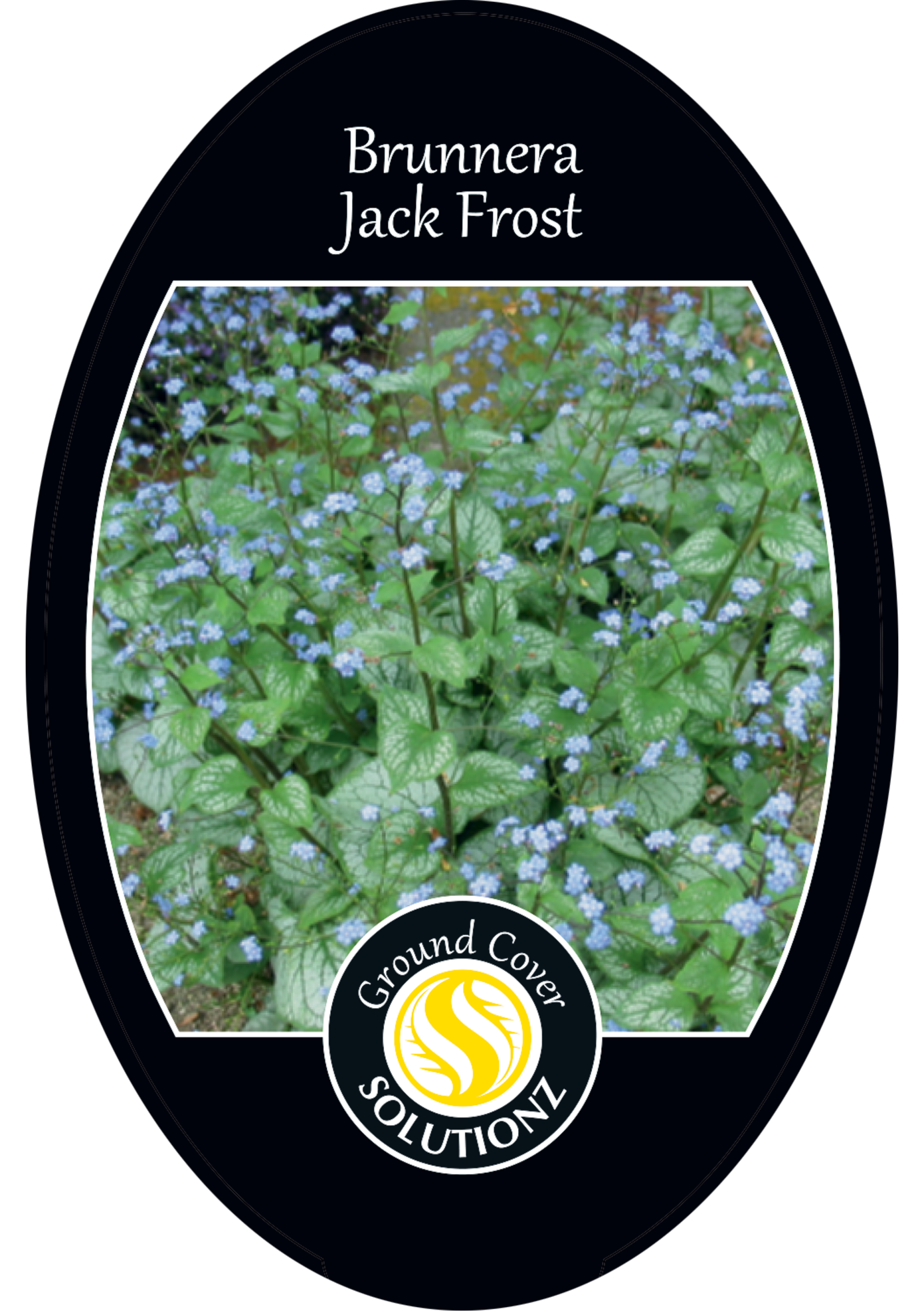 solution-section-icon