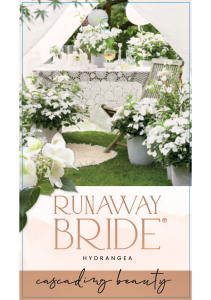 collection-section-icon