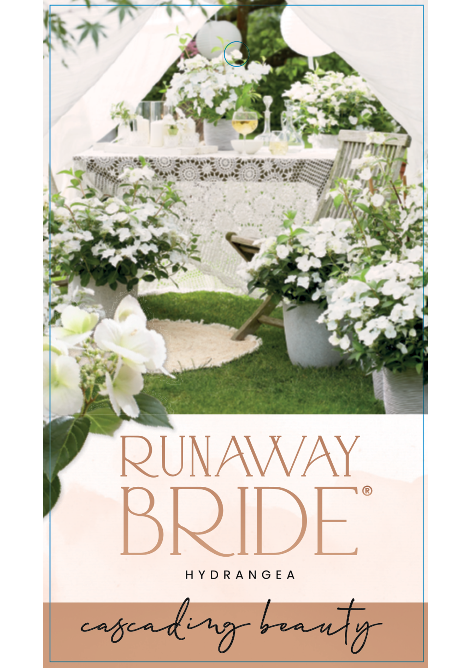 collection-section-icon