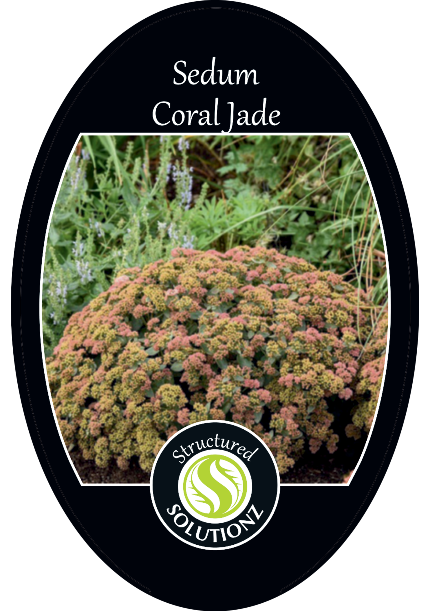 solution-section-icon