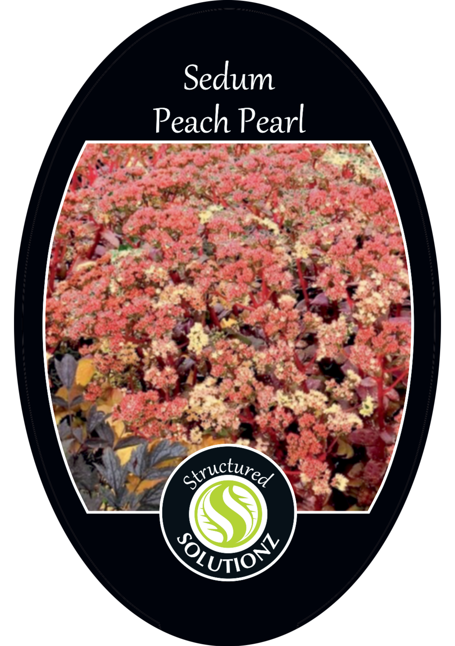 solution-section-icon