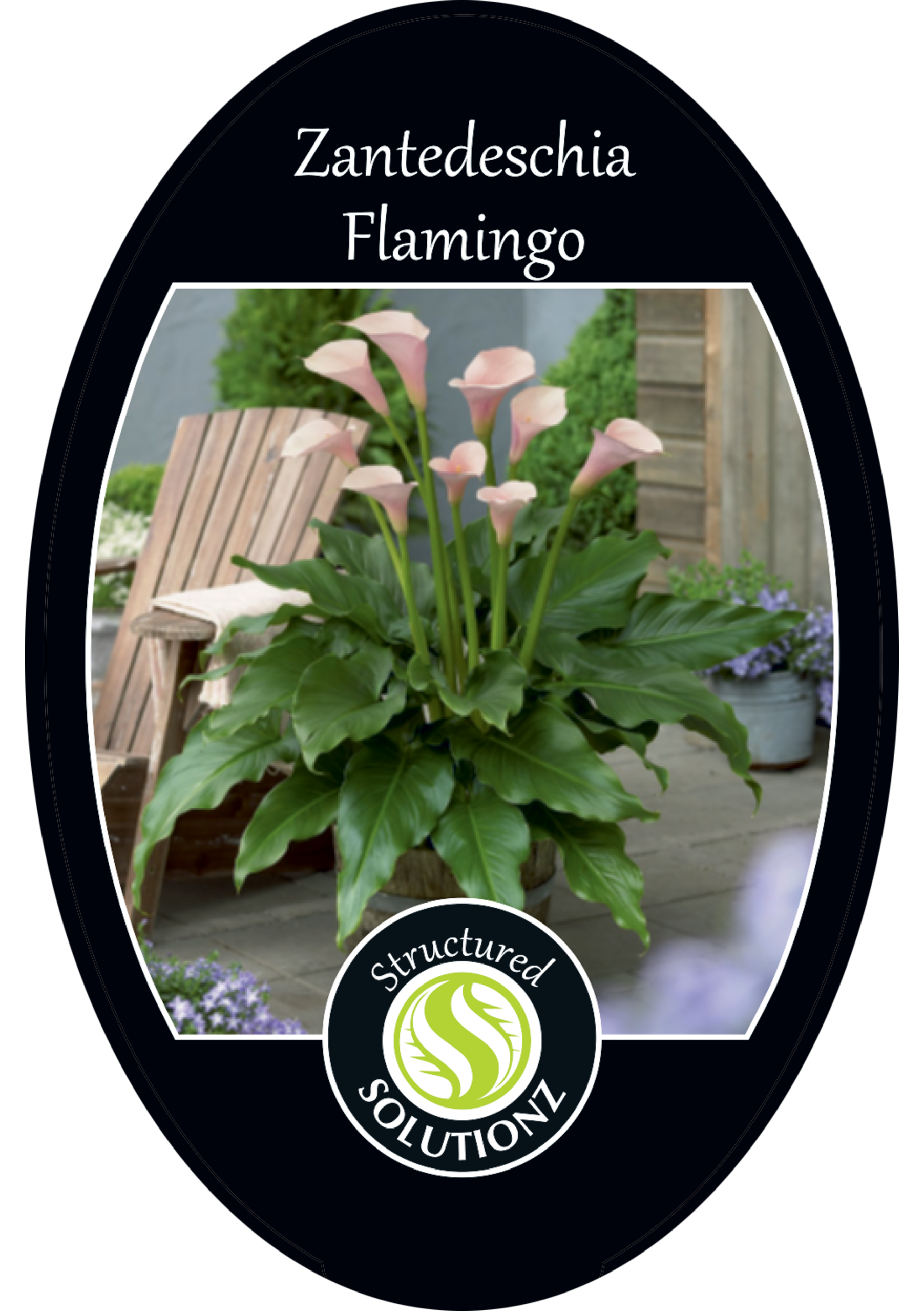 solution-section-icon