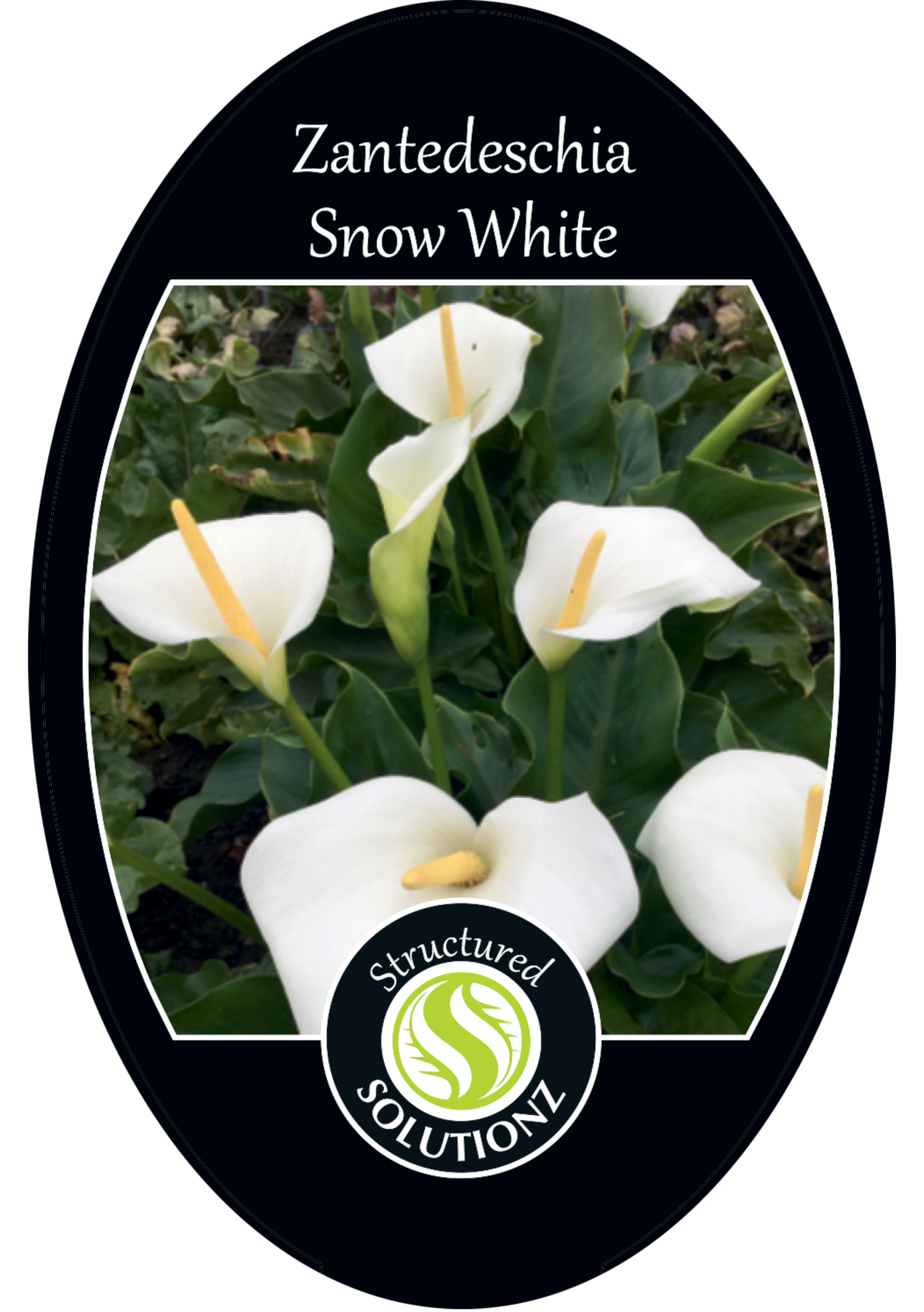 solution-section-icon