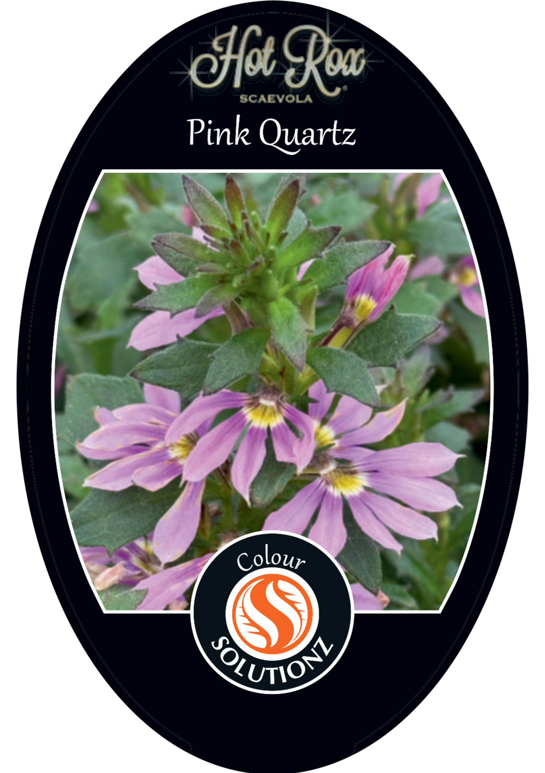 solution-section-icon