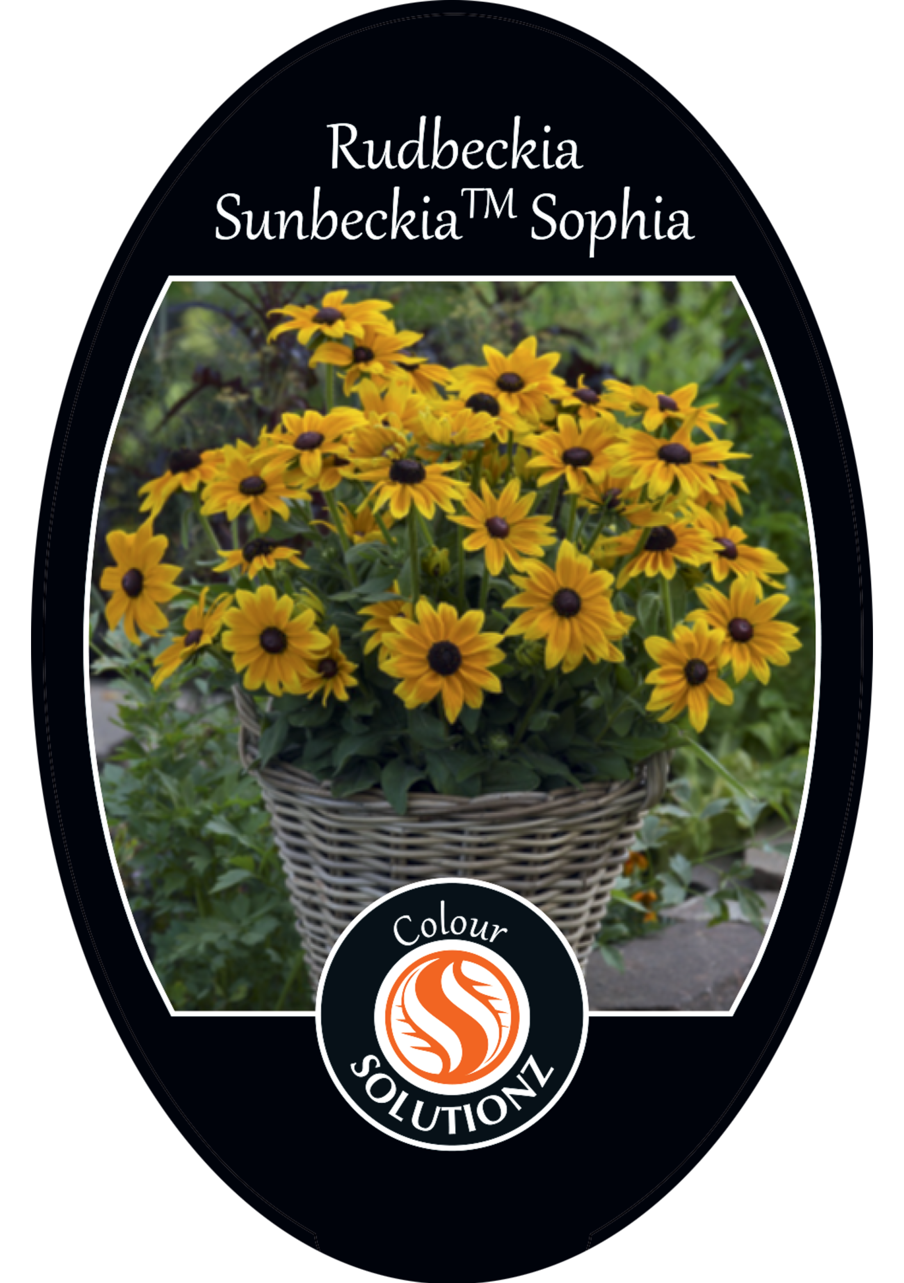 solution-section-icon