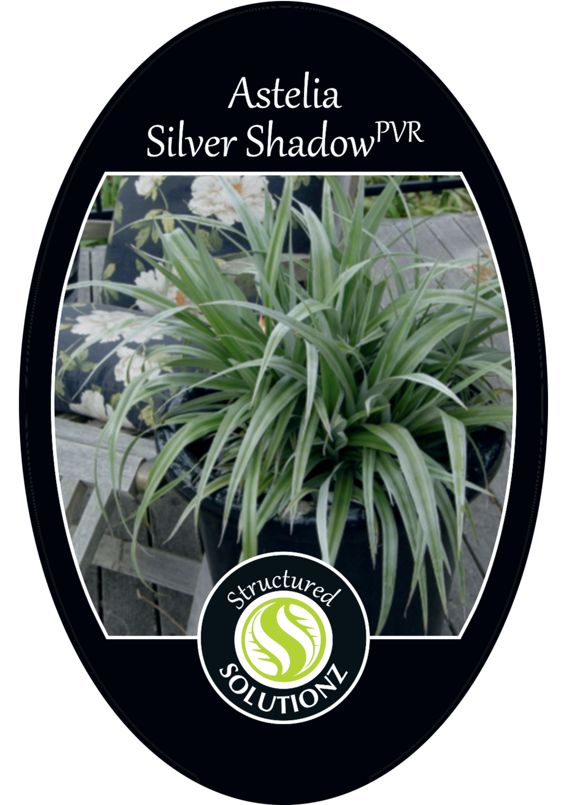 collection-section-icon