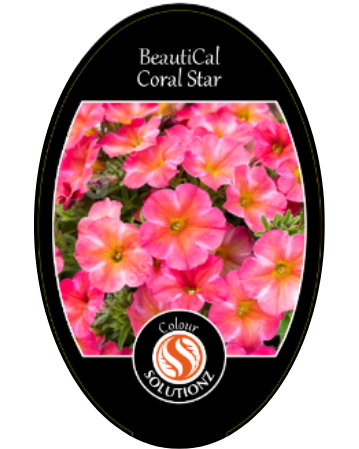 solution-section-icon