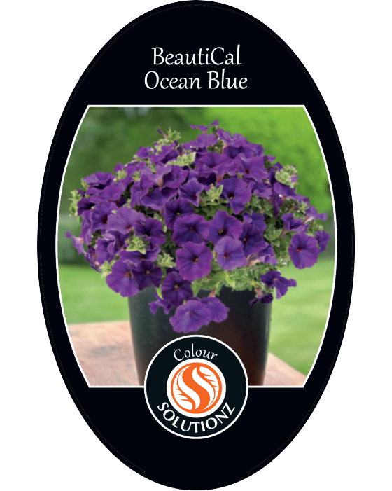 solution-section-icon