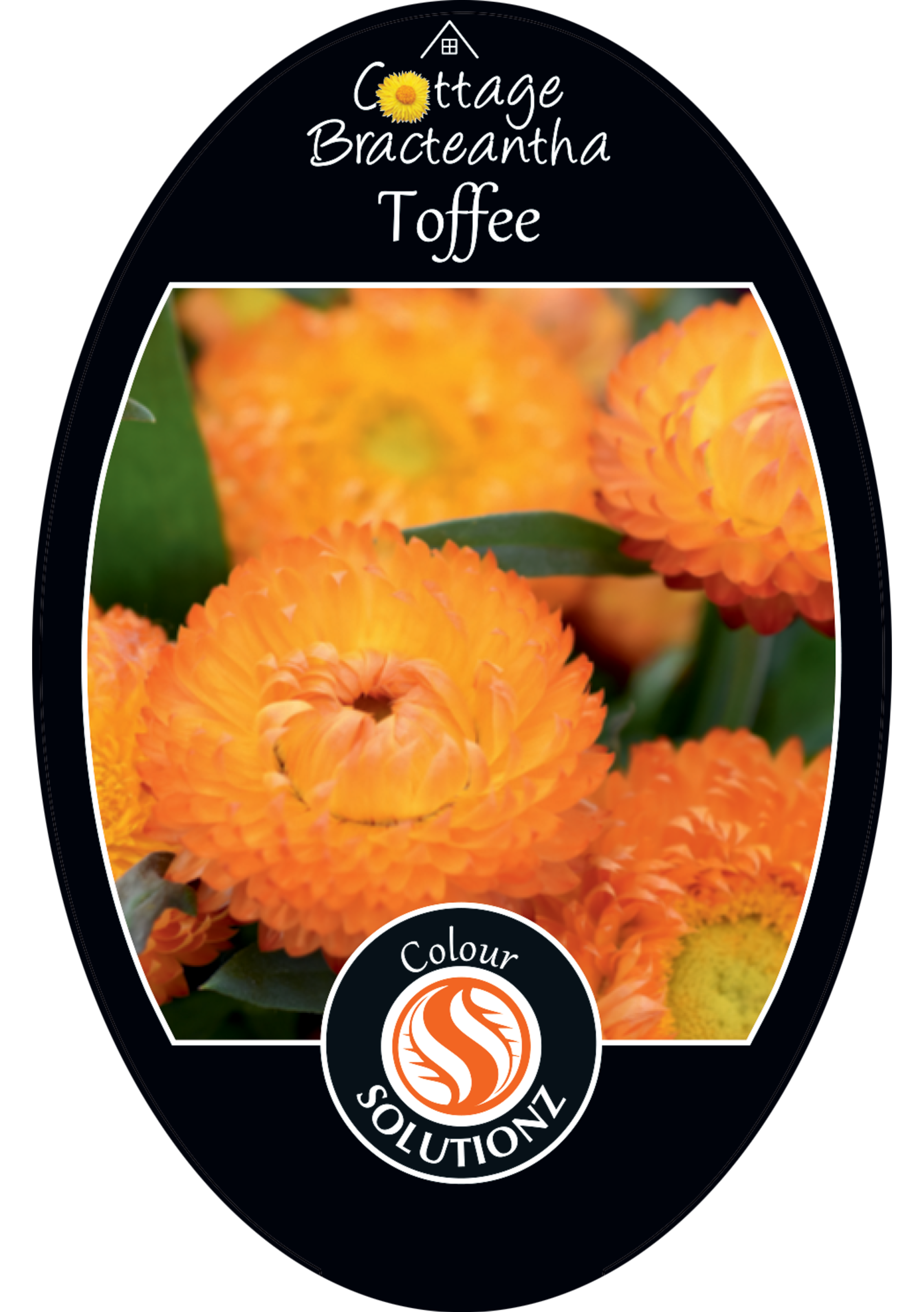 solution-section-icon