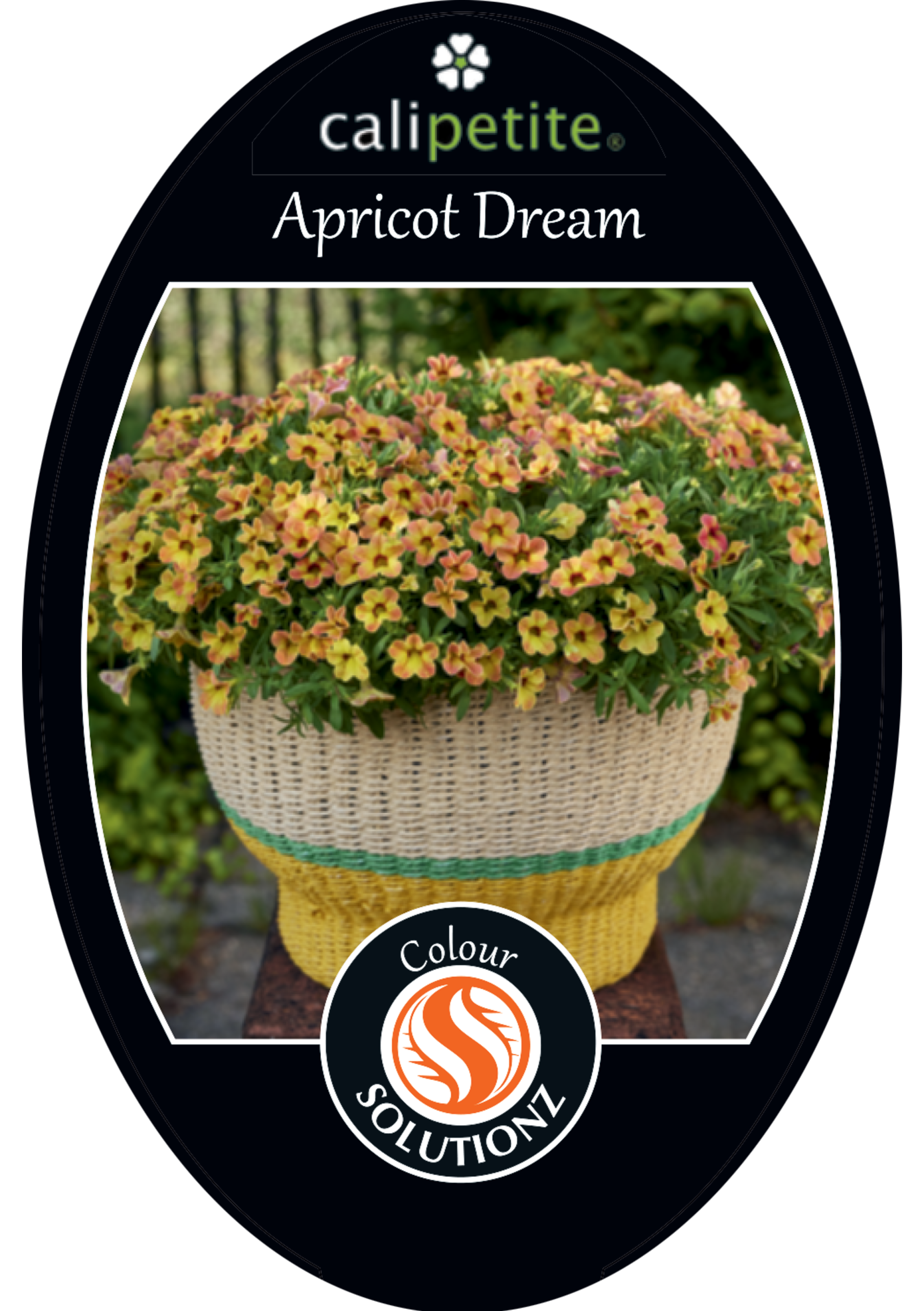 solution-section-icon