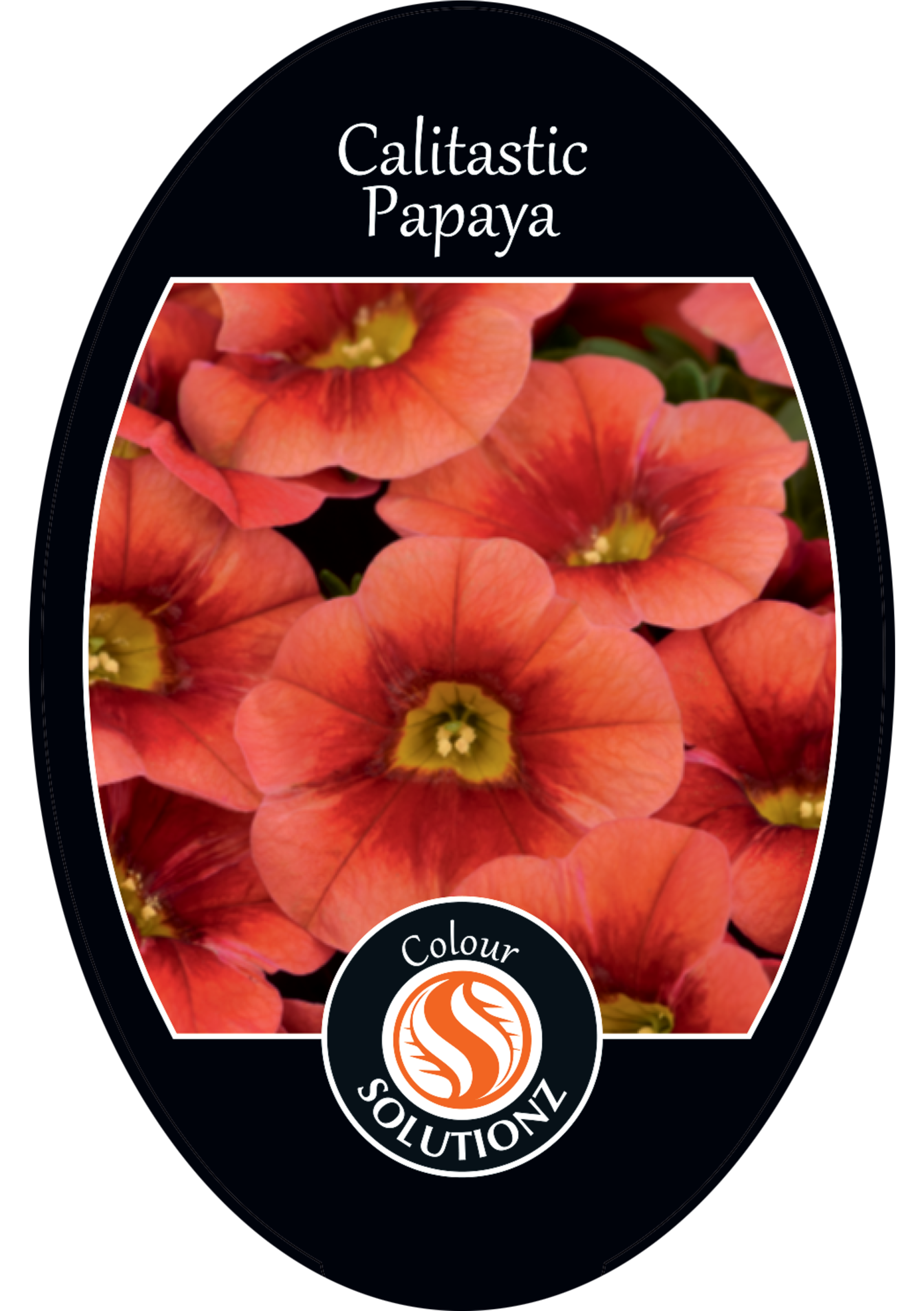 solution-section-icon