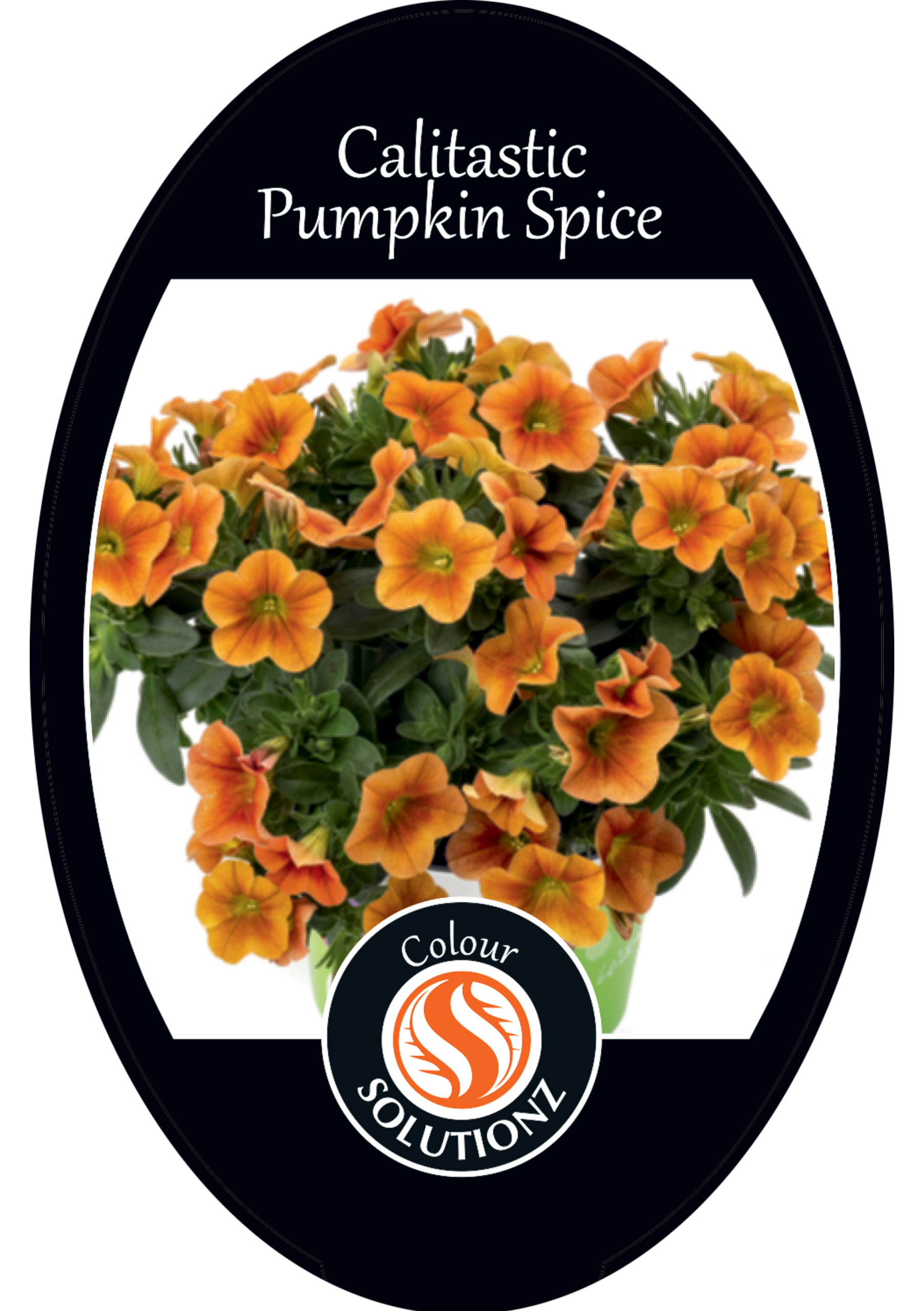 solution-section-icon