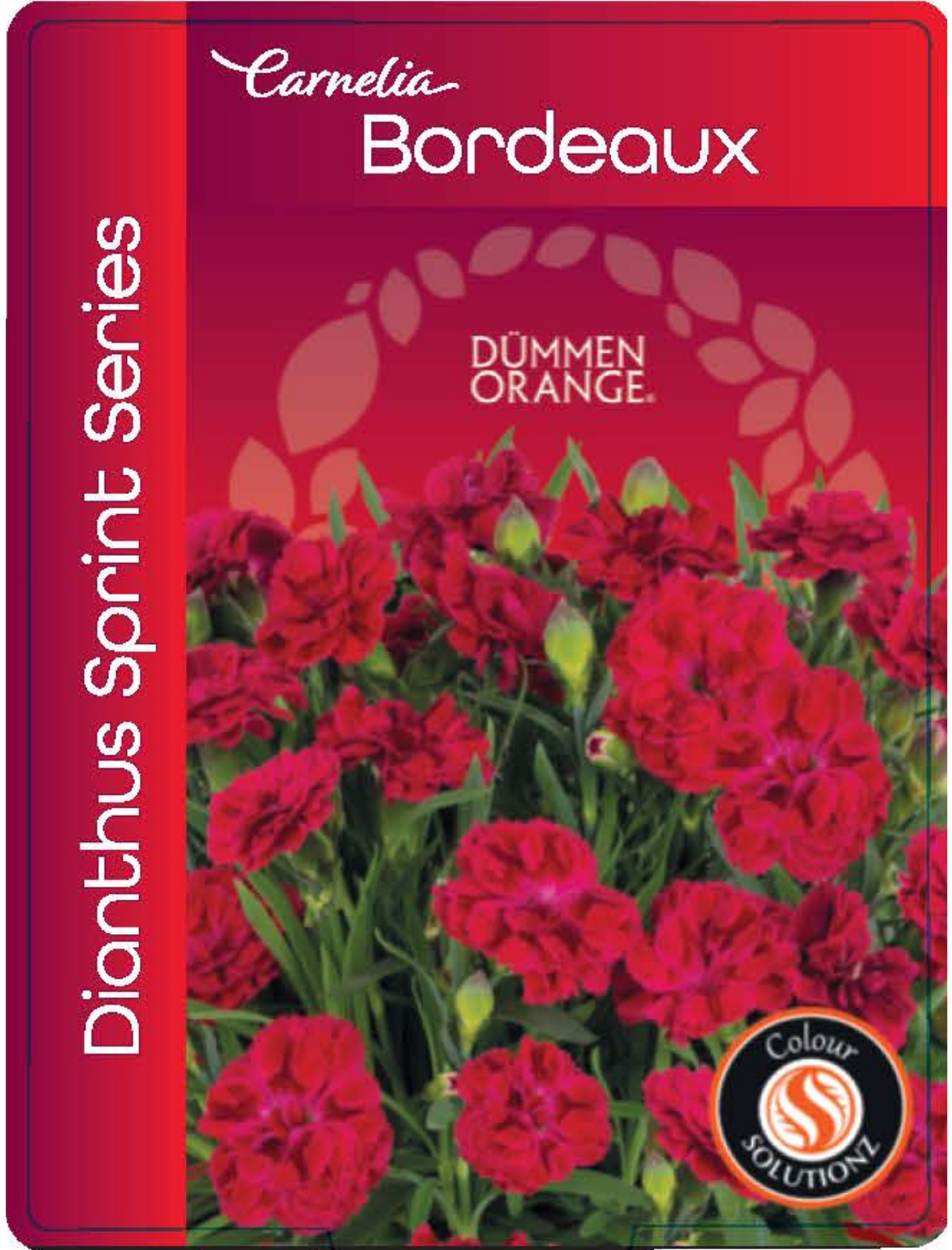 solution-section-icon