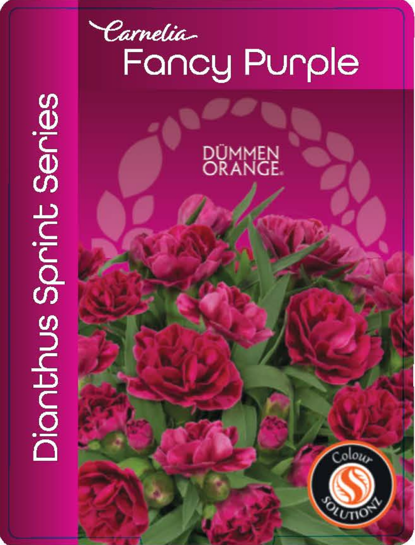 solution-section-icon