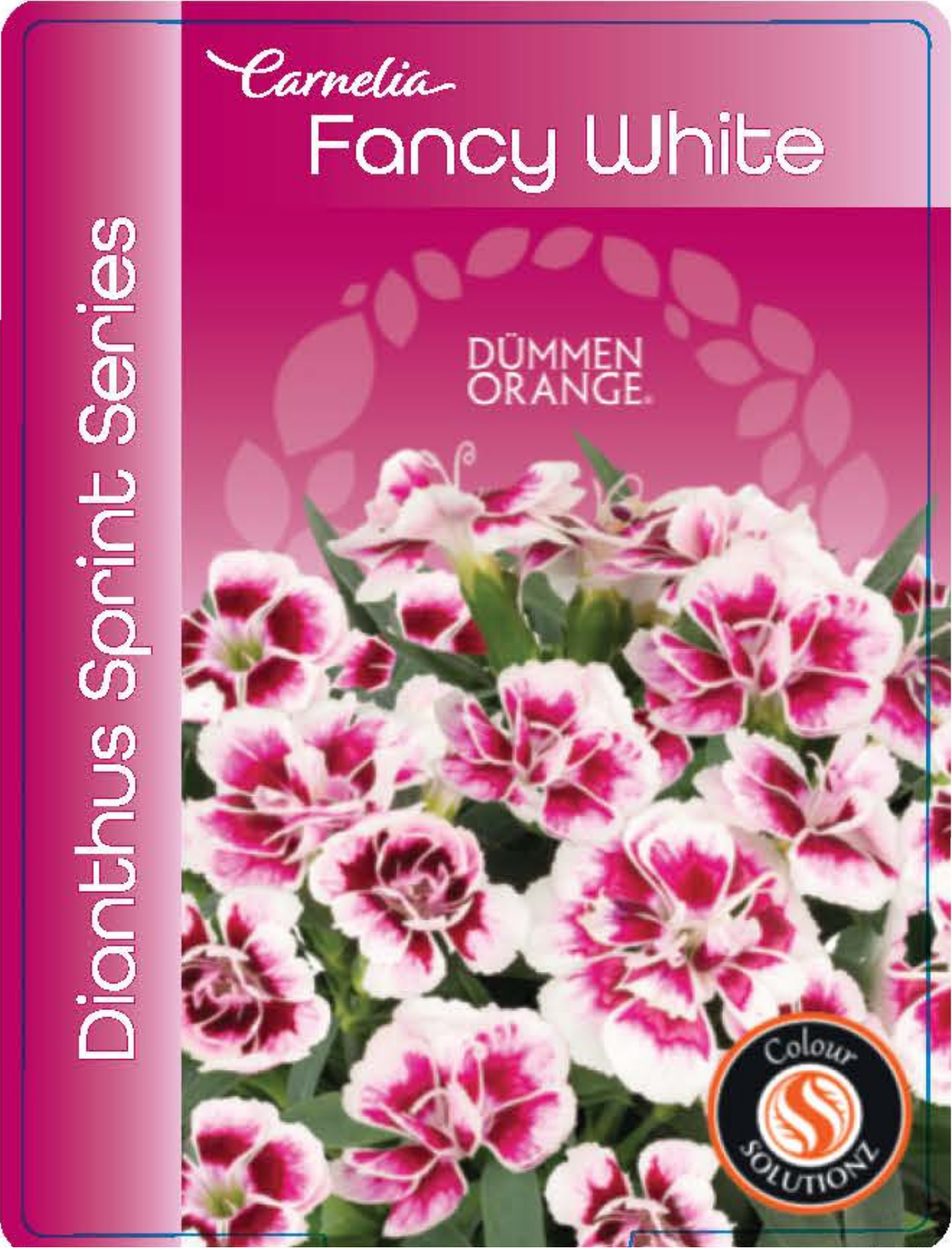 solution-section-icon