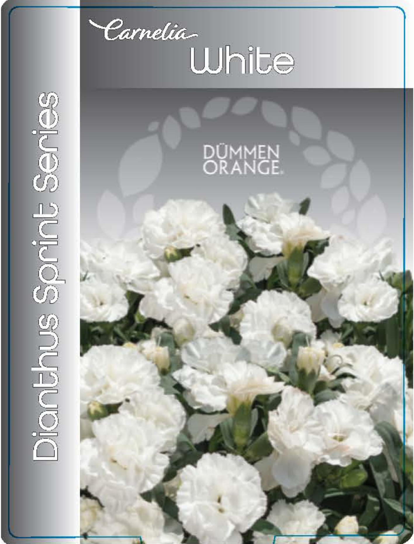 solution-section-icon