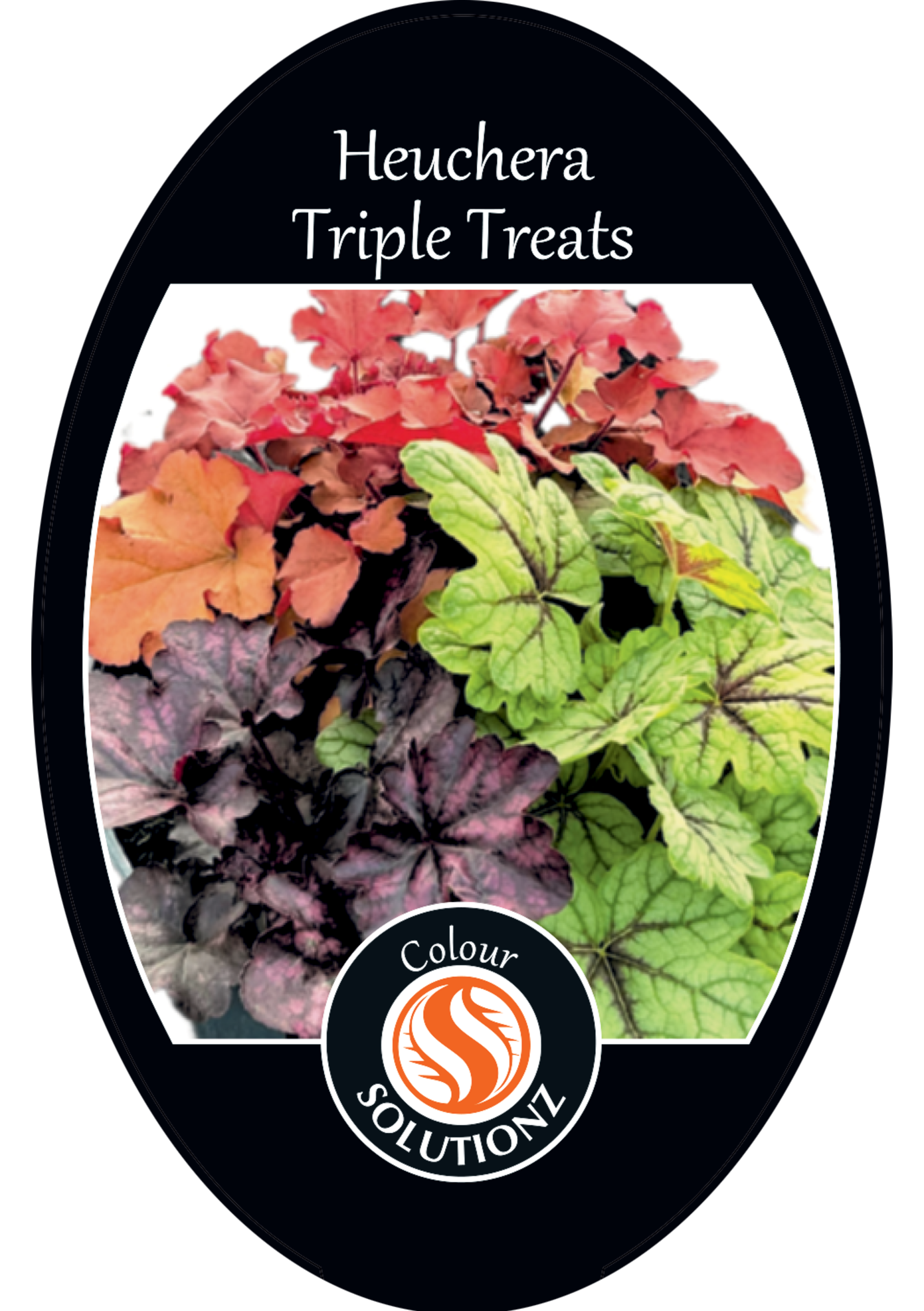 solution-section-icon