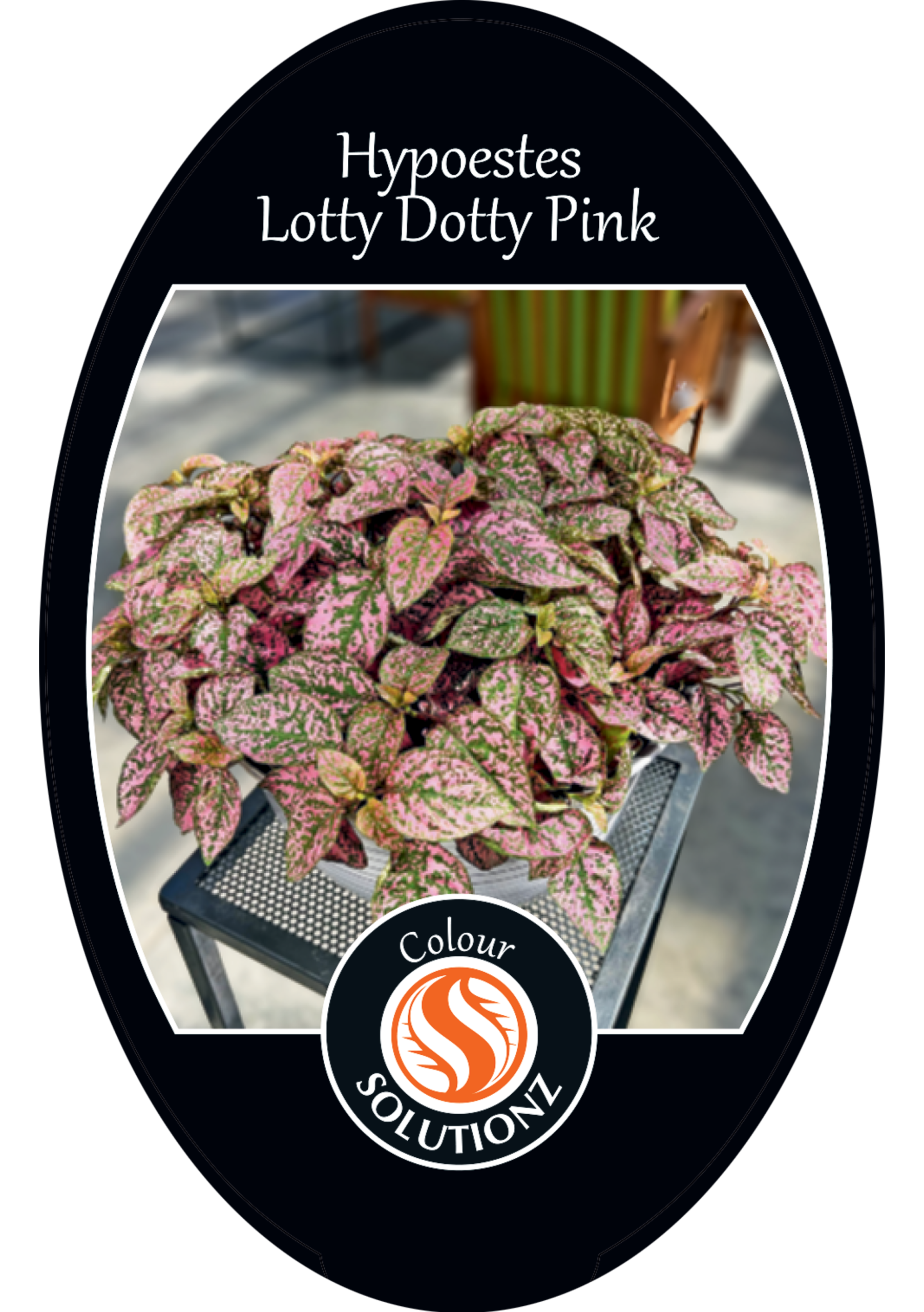 solution-section-icon