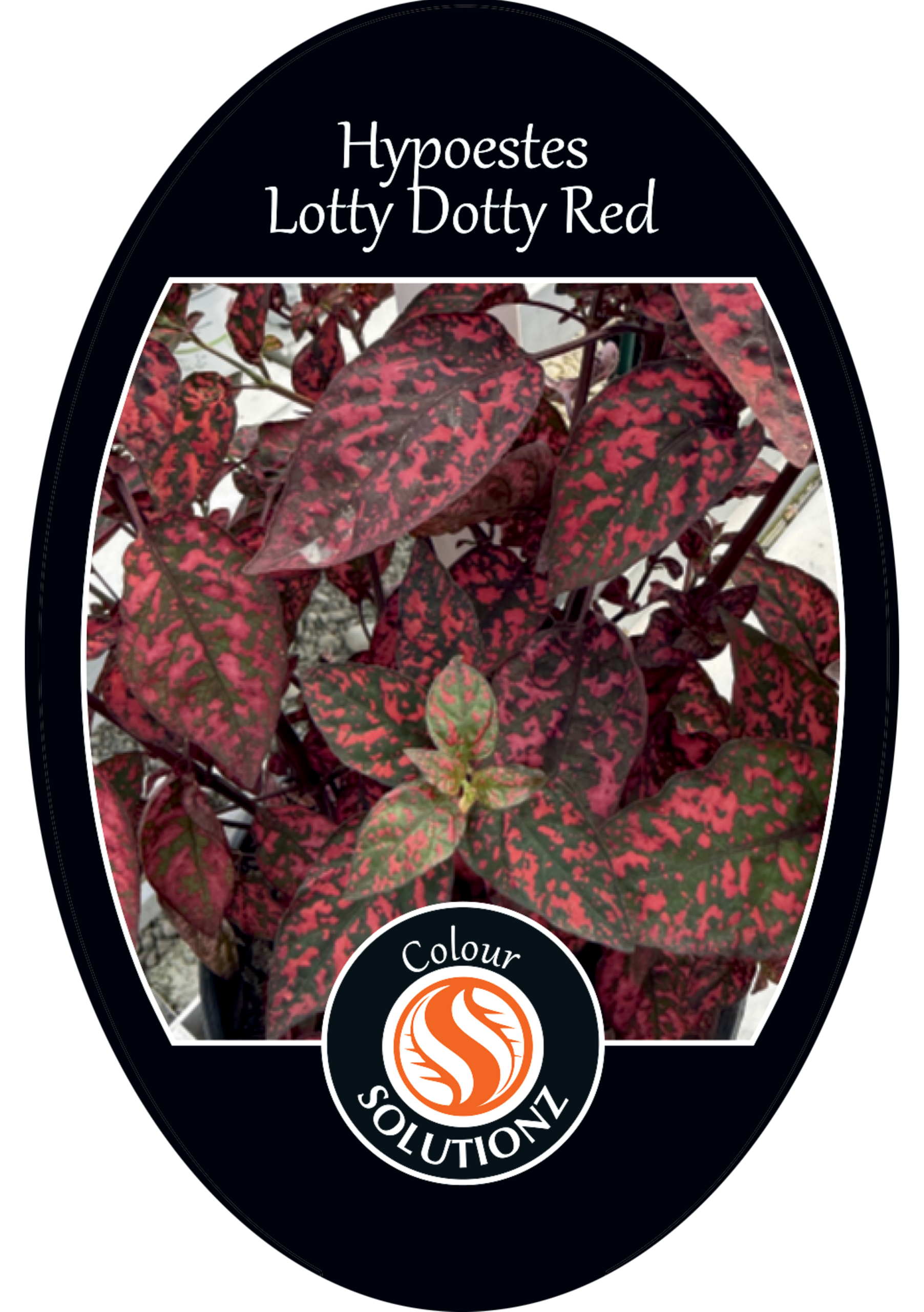 solution-section-icon