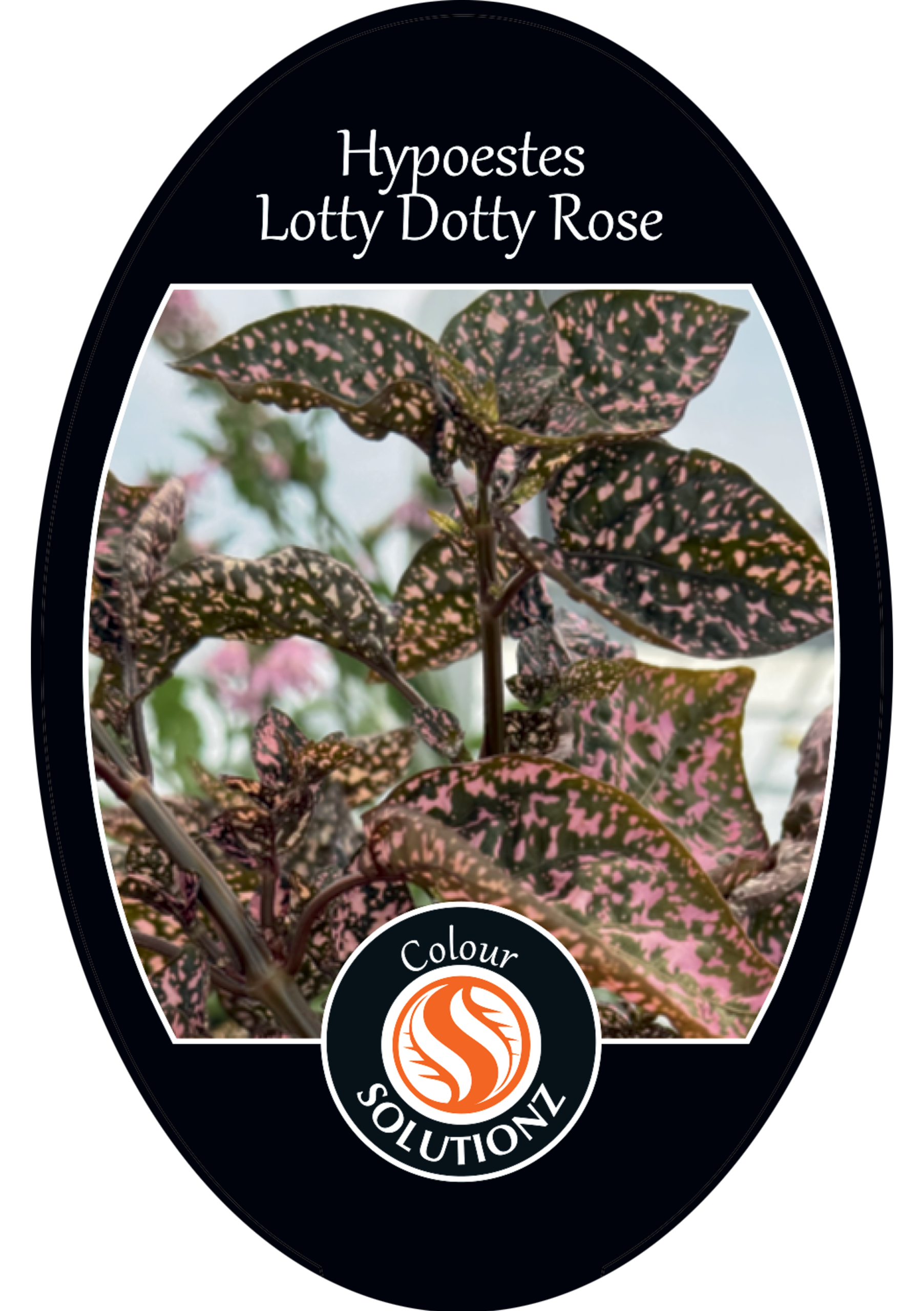 solution-section-icon