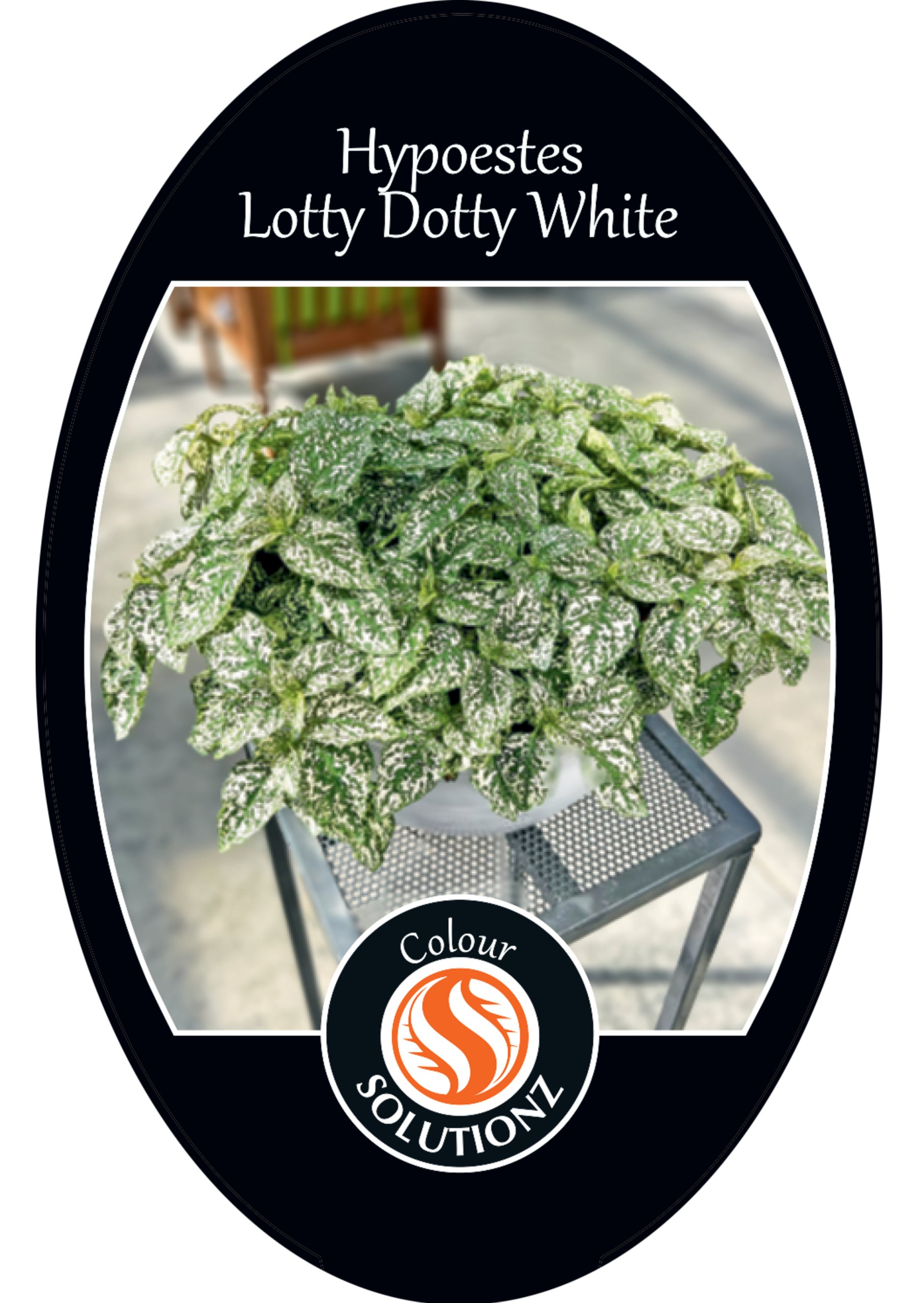 solution-section-icon