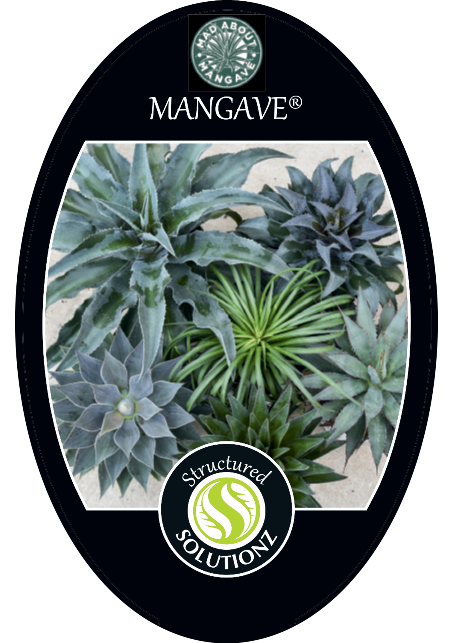 collection-section-icon