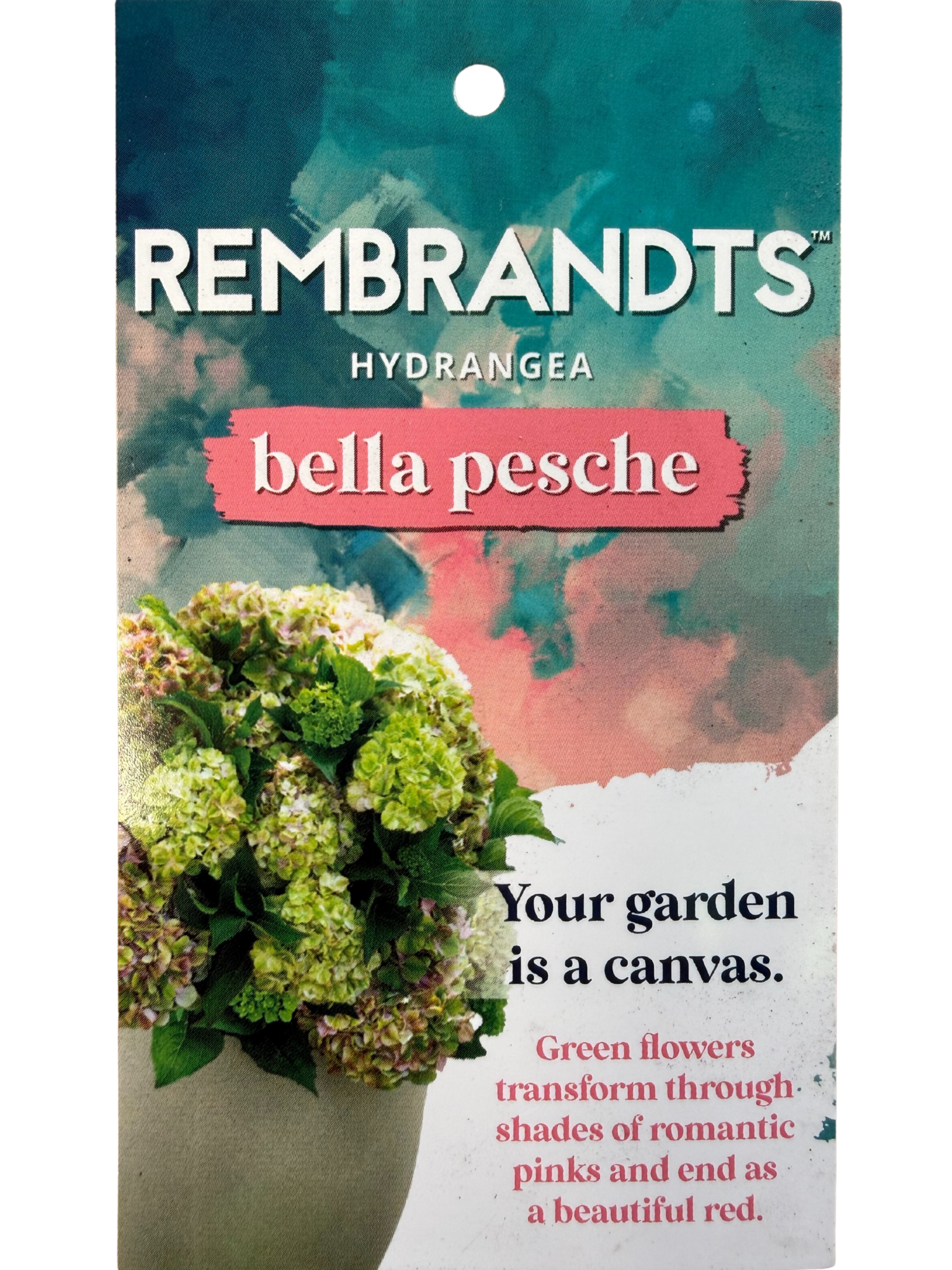 collection-section-icon