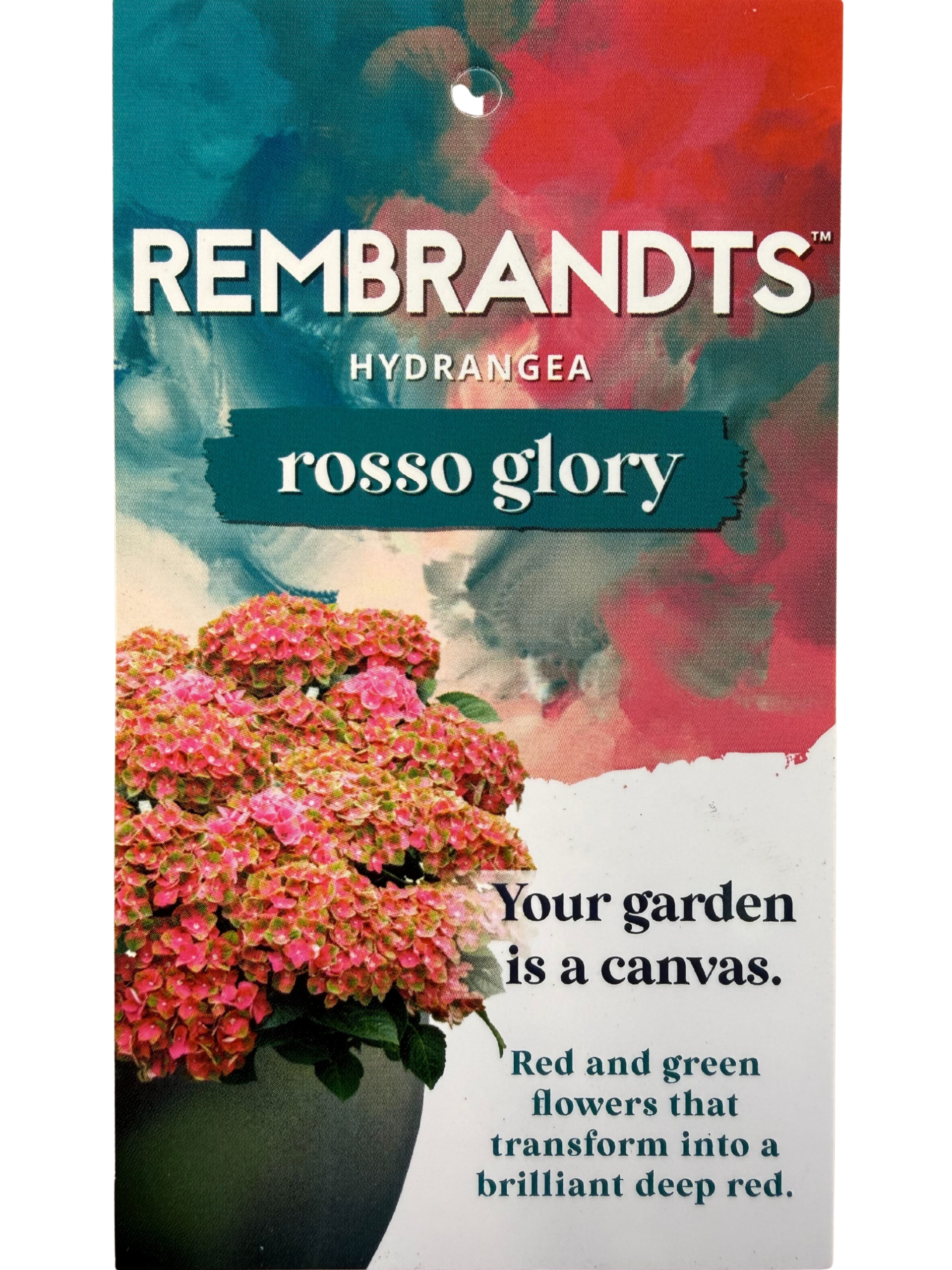 collection-section-icon