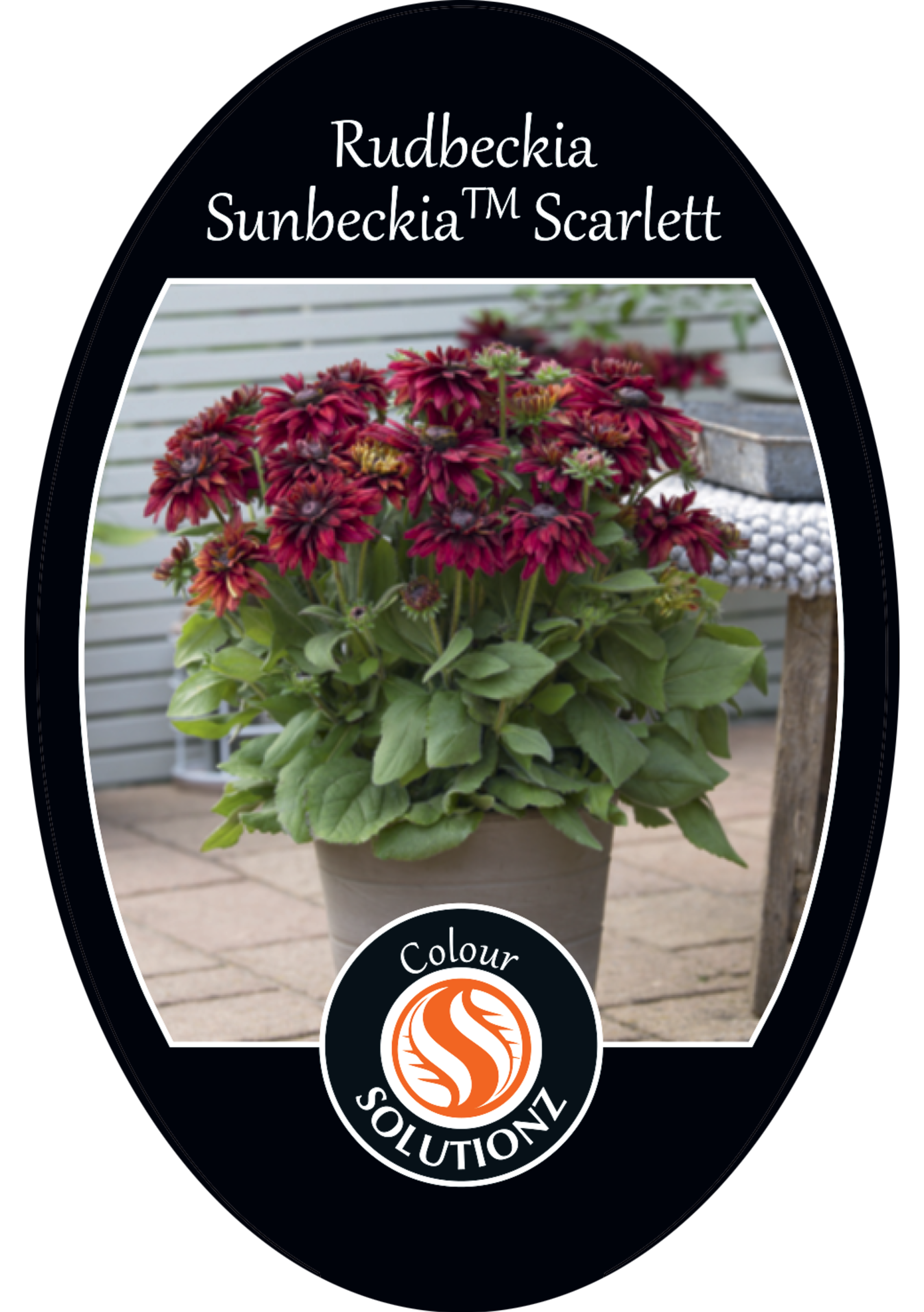 solution-section-icon